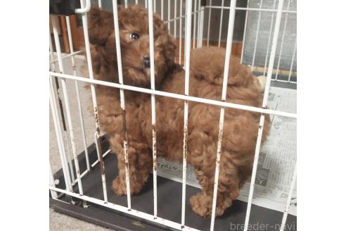 販売中の秋田県のマルプー:マルチーズ×トイプードル-386984の2枚目